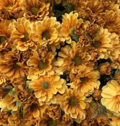 TheHolidayBarn.com Golden Yellow Mum Bunch New!