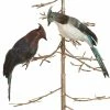 Sage & Co. Blue Jay Clip-On Ornaments