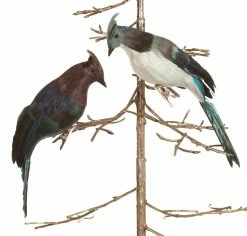 Sage & Co. Blue Jay Clip-On Ornaments