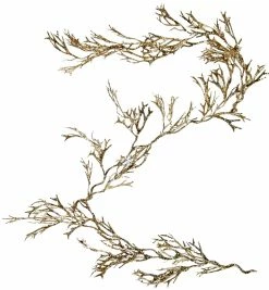 Katherine's Collection Gold Glittered Seaweed Garland