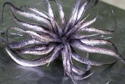 TheHolidayBarn.com Wicked Witch Purple Tillandsia Stem Halloween