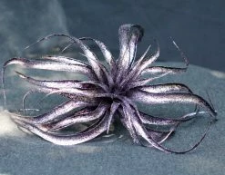 TheHolidayBarn.com Wicked Witch Purple Tillandsia Stem Halloween